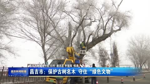 昌吉市：保护古树名木 守住“绿色文物”